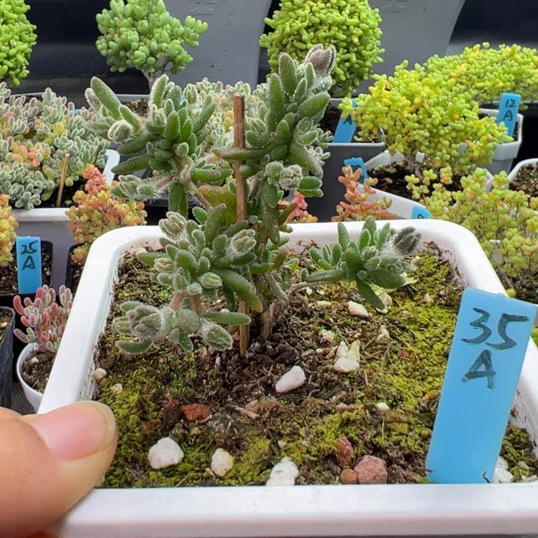 老桩狐尾35号10厘米盆