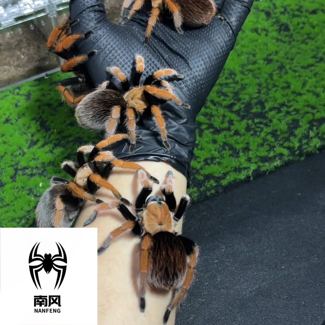 墨西哥血脚Aph属温顺易上手