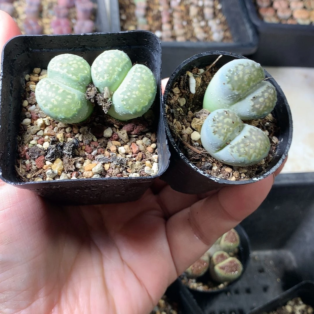 K281多肉植物保护