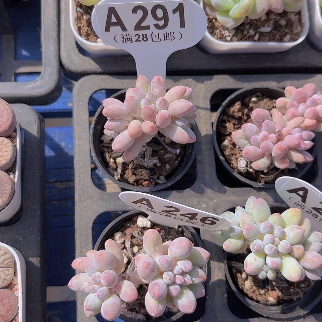 A291手指一物一拍