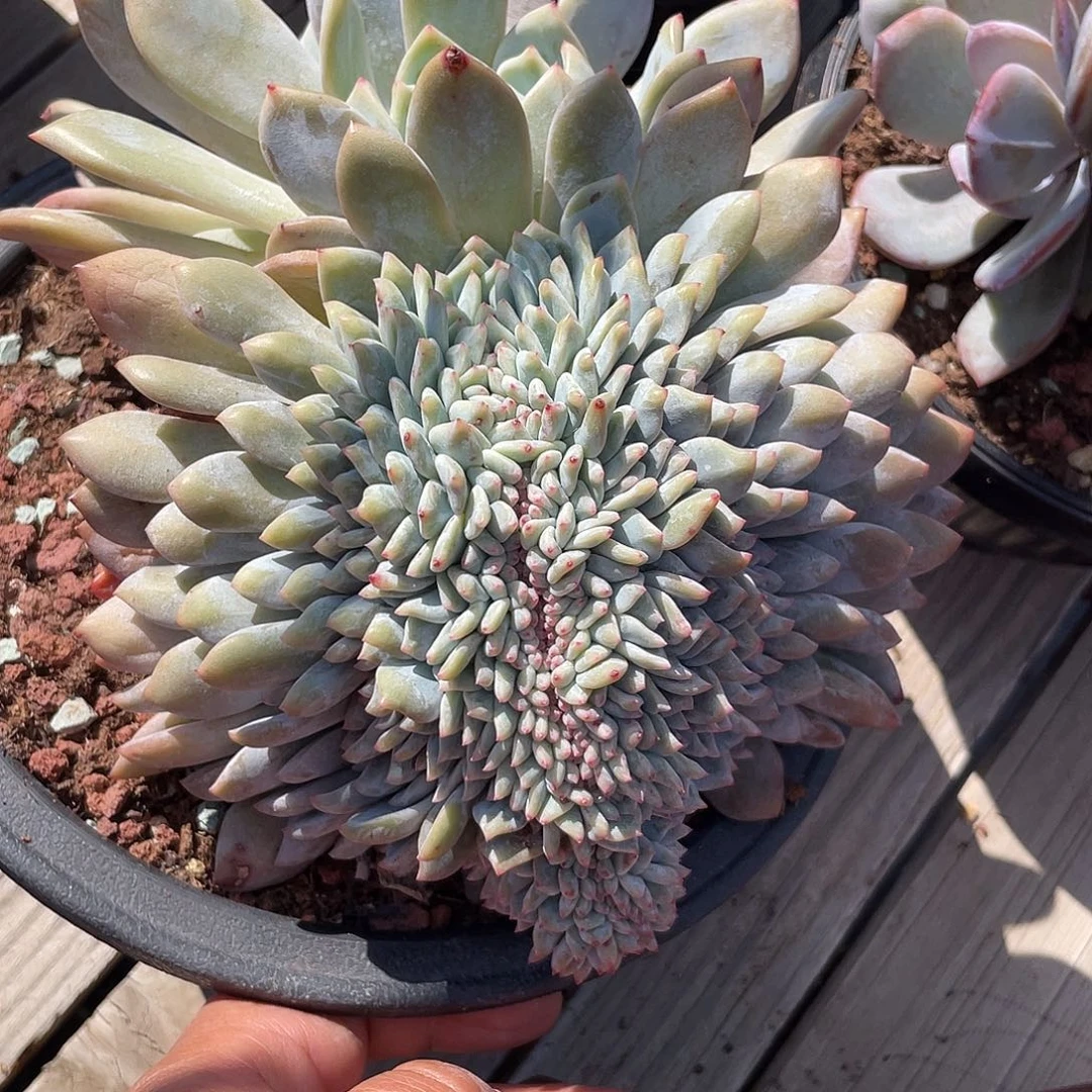 石榴子星影缀化实生