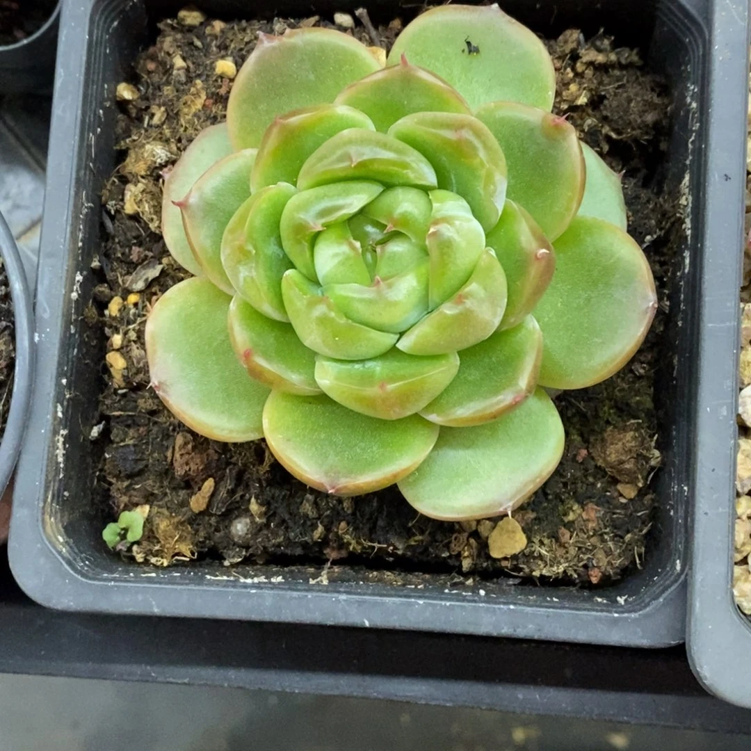 精品多肉一物一拍不包整355