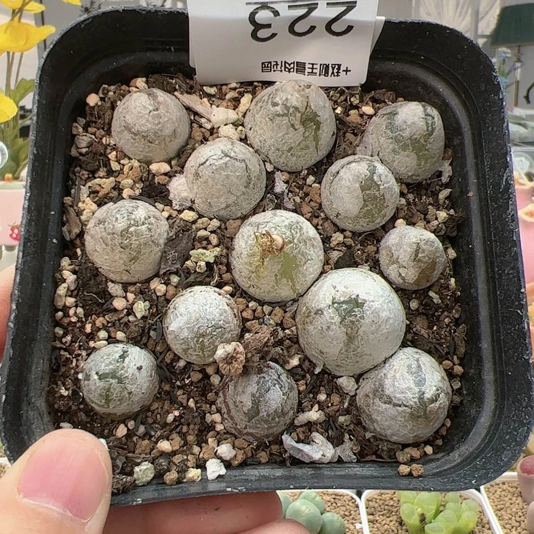 【闪购商品】223 灯泡带盆