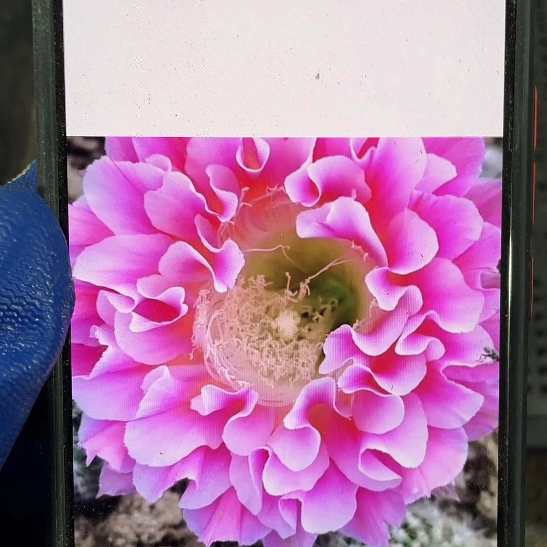 云雨侧芽歪4公分以上满18包邮