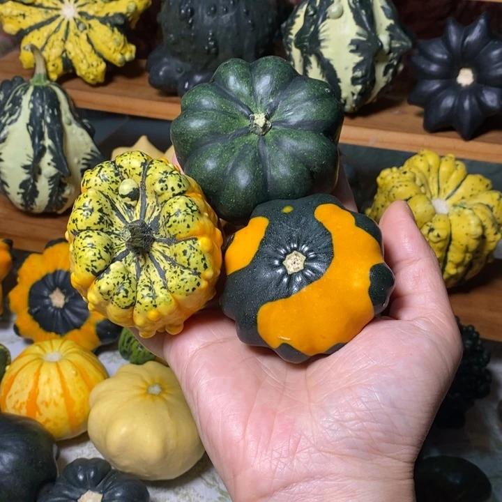 墨西哥葫芦青皮一组