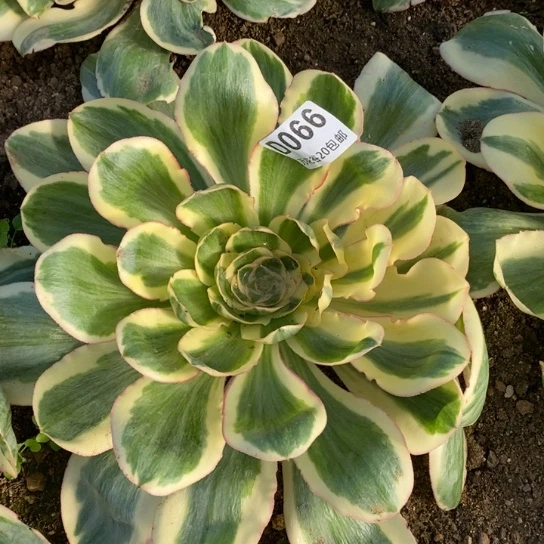 066燕姿锦多肉植物