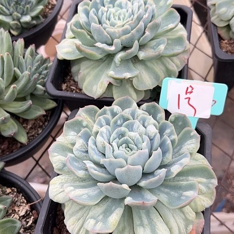 1号泡泡沙群一个脱土