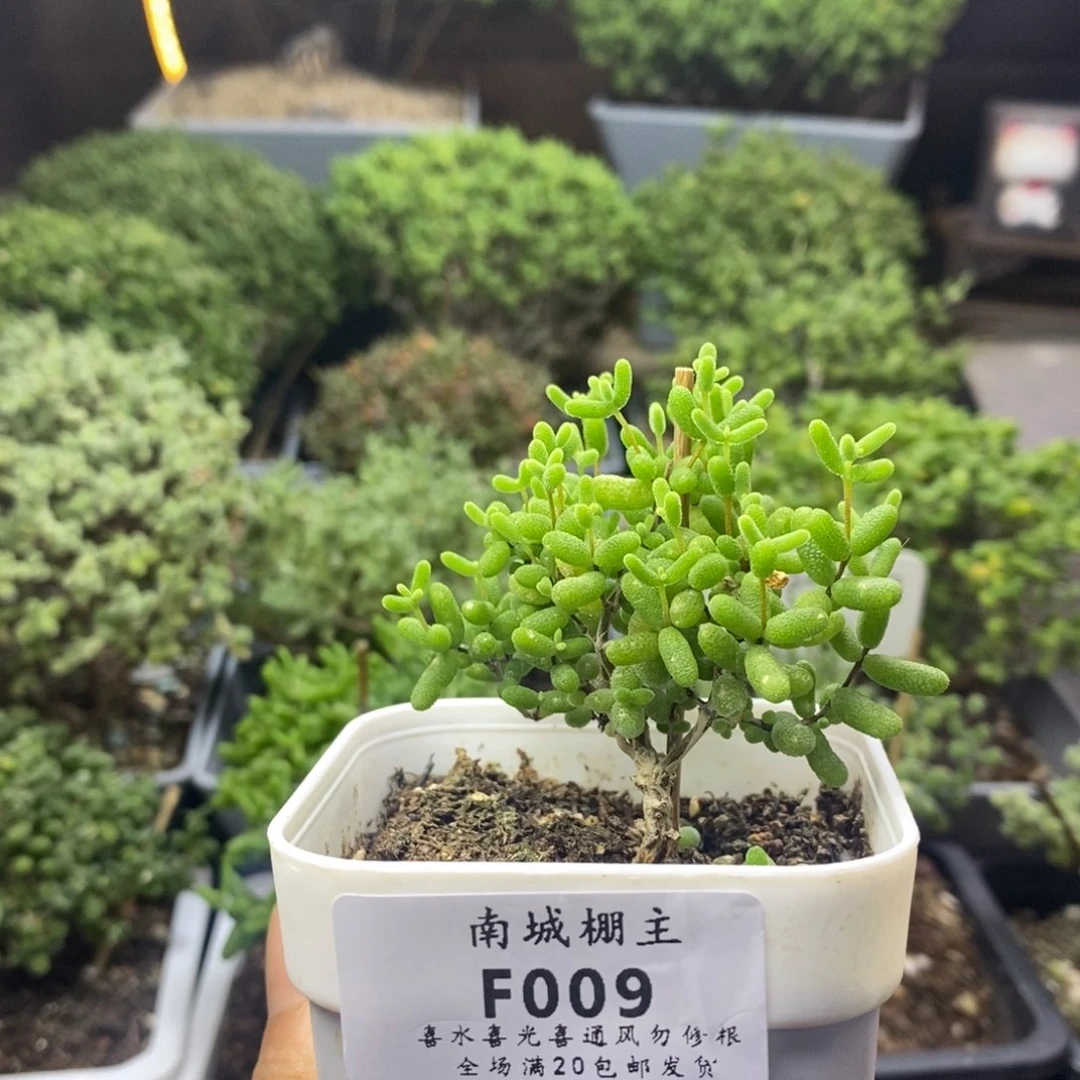 009蜜橘糖球枝干