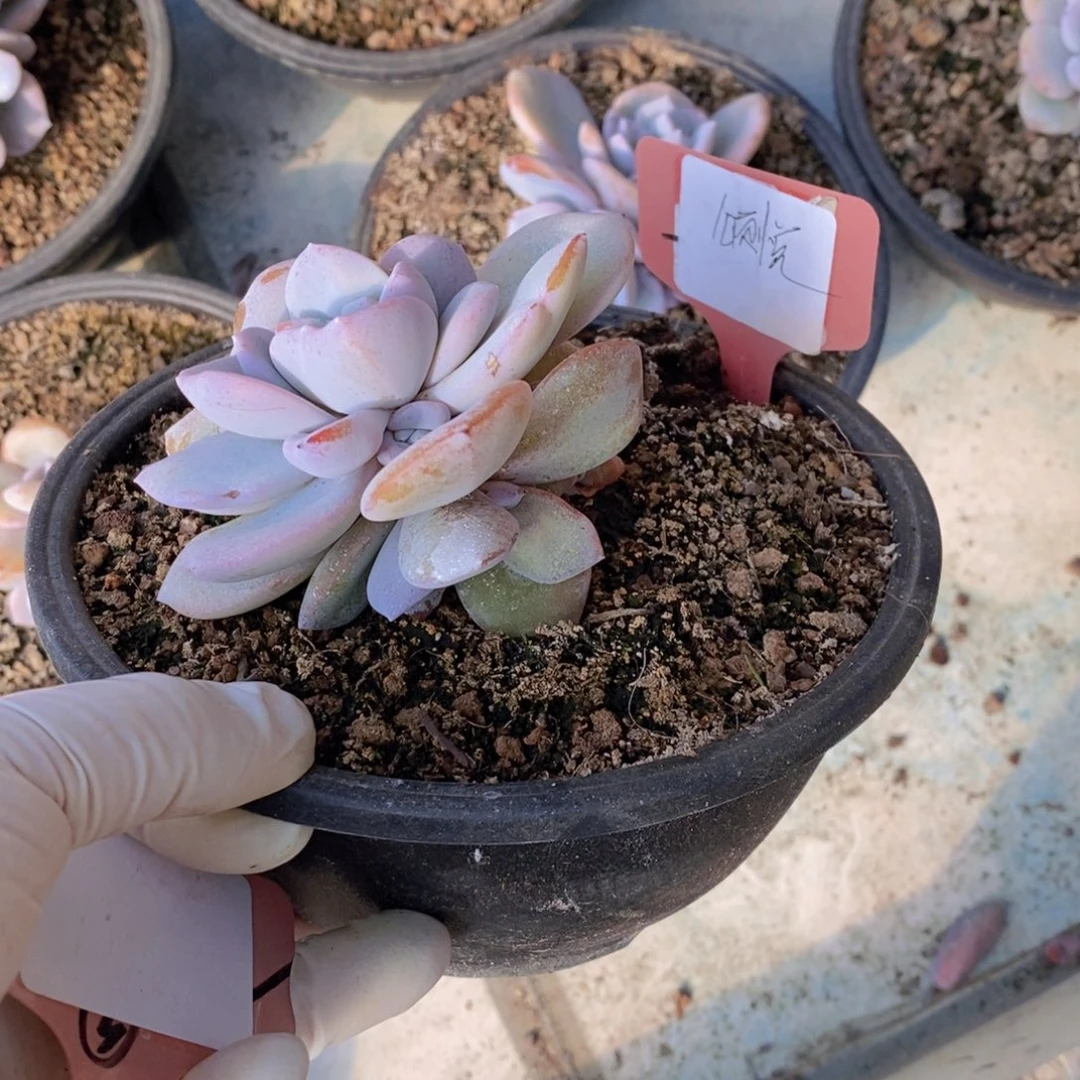 颂*奶茶多肉植物111111111