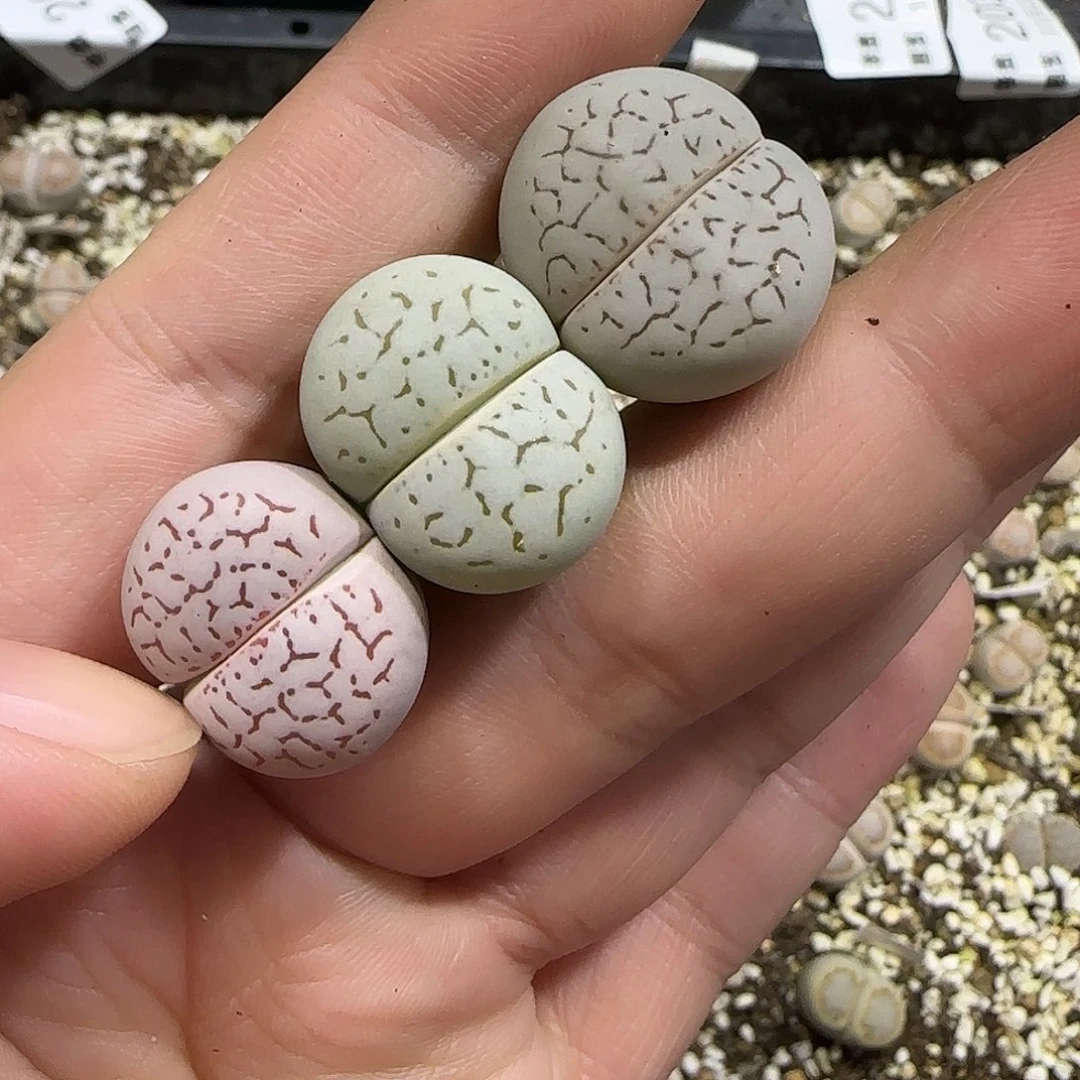 11.22。   凌耀玉x3。  2061