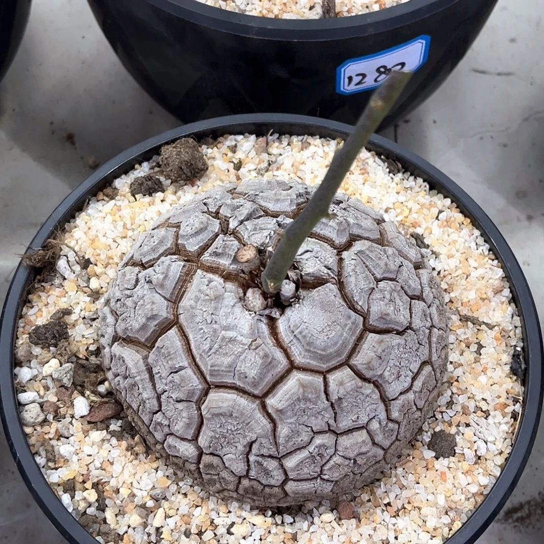 潮流植物优选南非龟，11.3公分