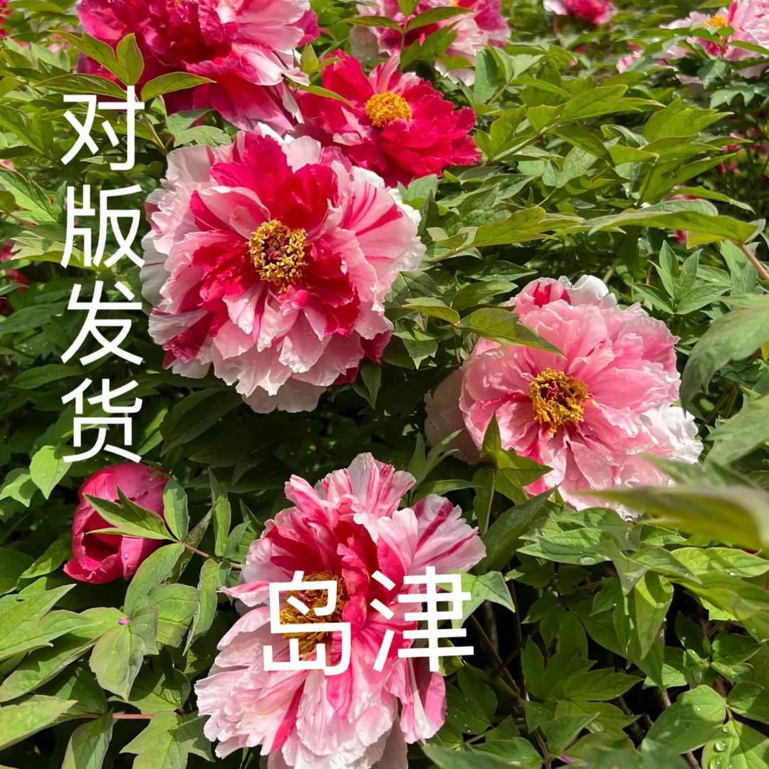 「岛津」重瓣观赏大花牡丹浓香型