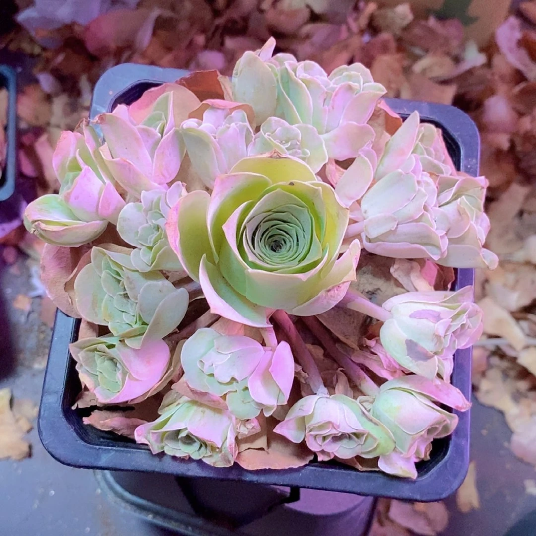 A***)山地玫瑰一物一拍344听风念