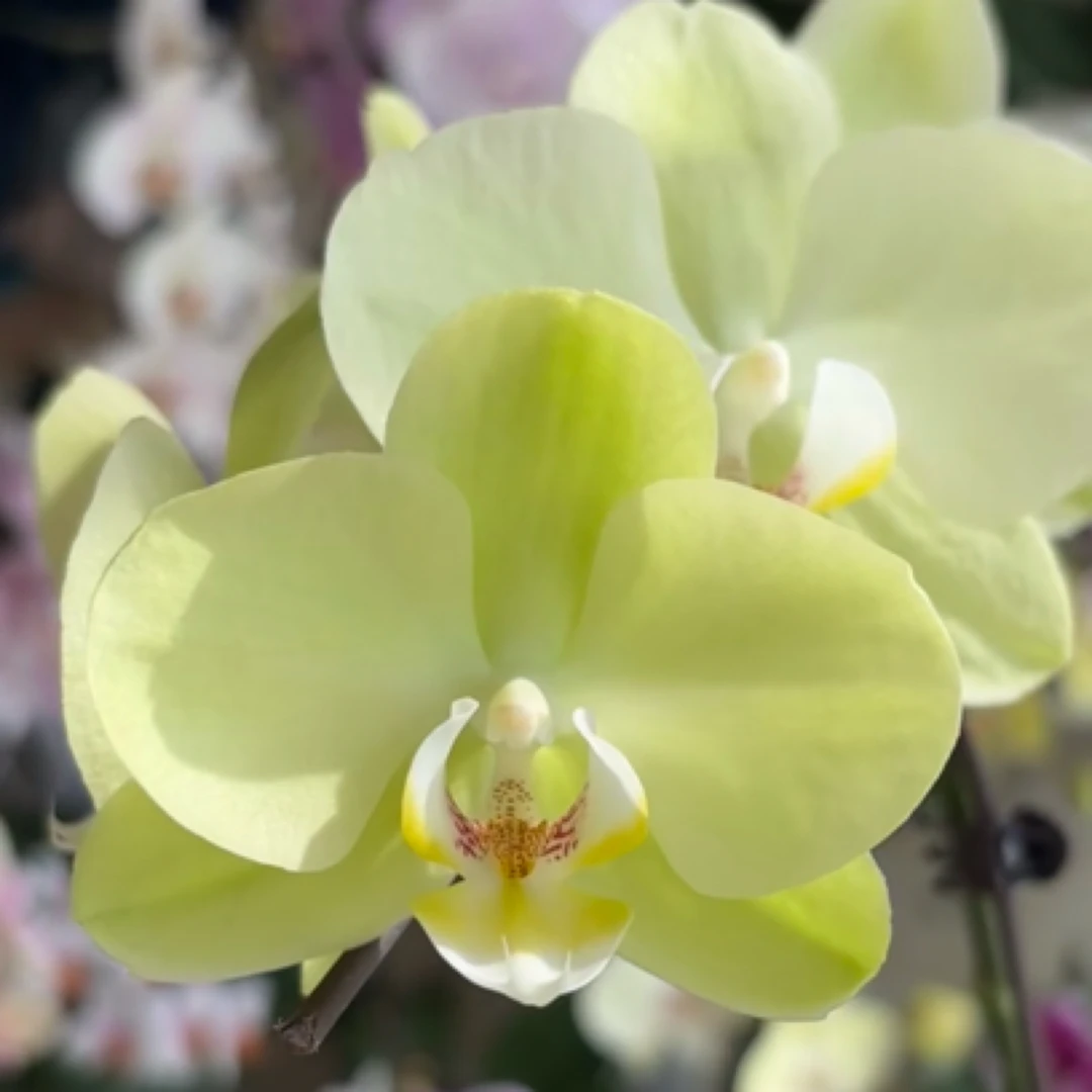 蝴蝶兰日光浴3.0寸加高加大杯苗