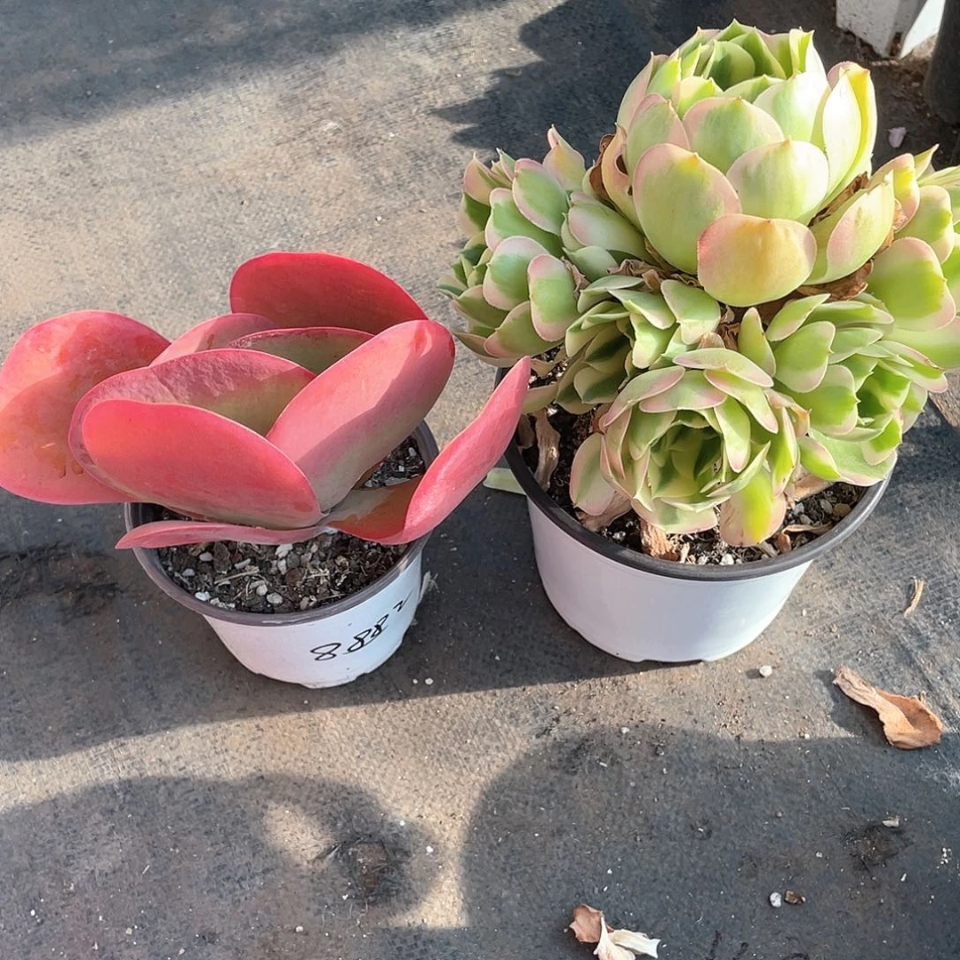 闹***场唐寅多肉加白凤法师带盆