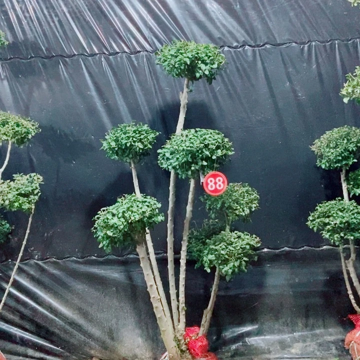 画*一物一拍一物一拍