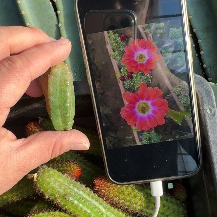 224橘水仙无根侧牙5公分左右