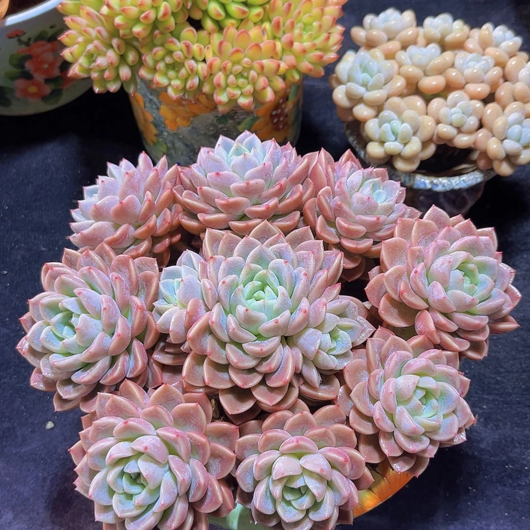 粉冰玉多肉植物多肉