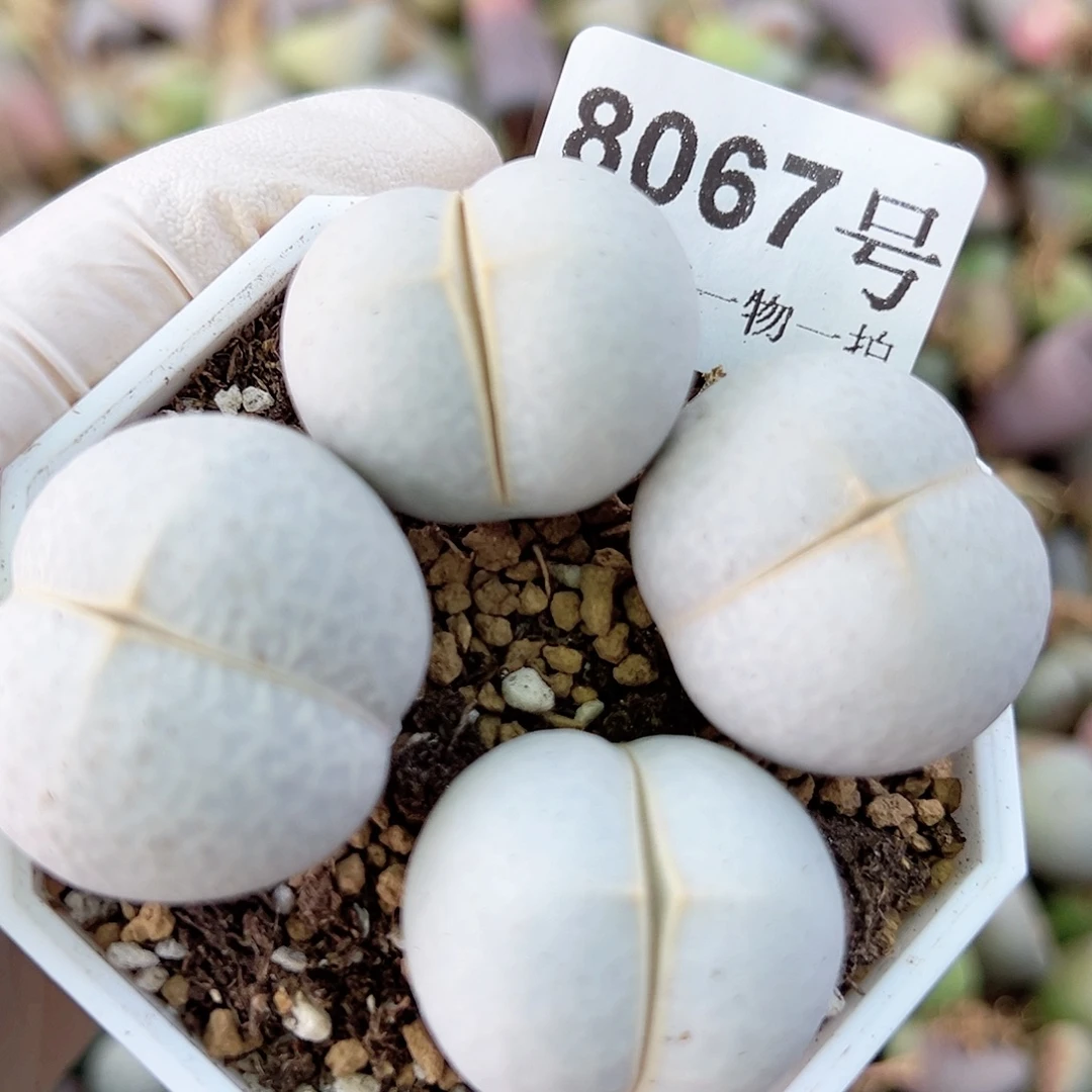 8067 好养易活生石花大母本