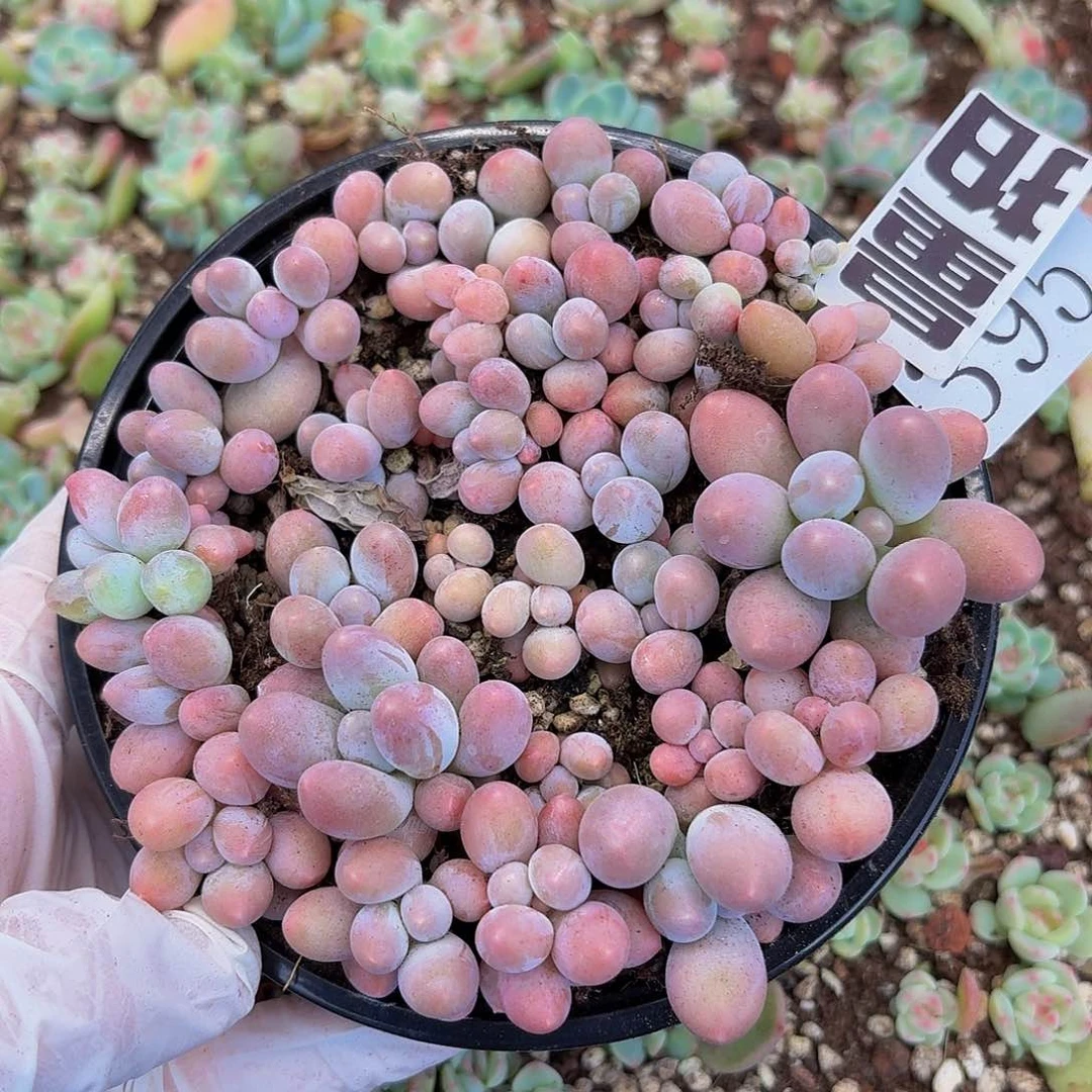 多肉植物多肉植物395量拍