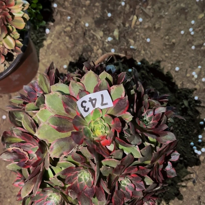 743万花筒多肉植物不售后