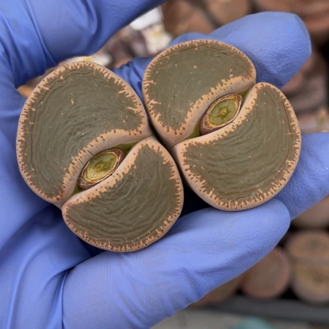 n***i非偏远满20包邮417