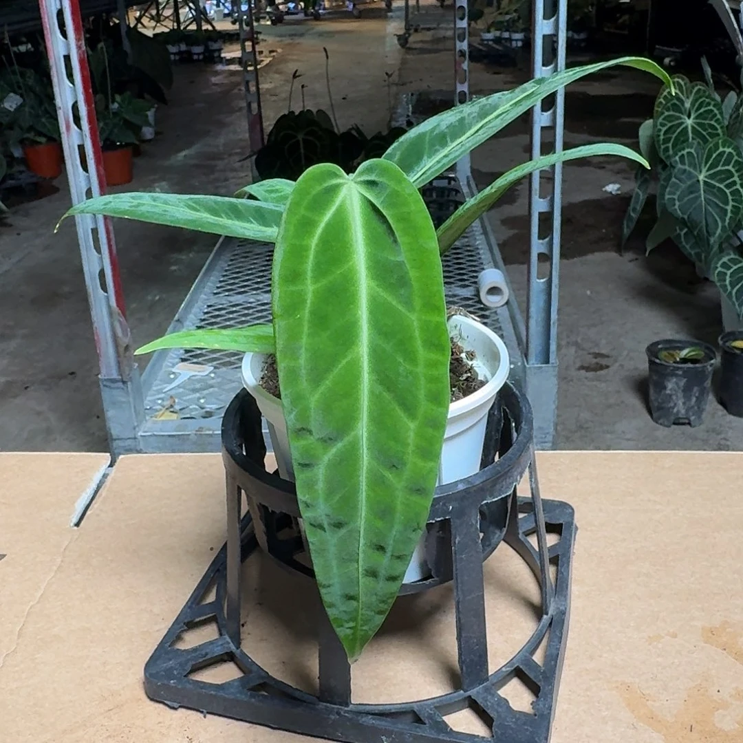 可***O完全开放R145火鹤后