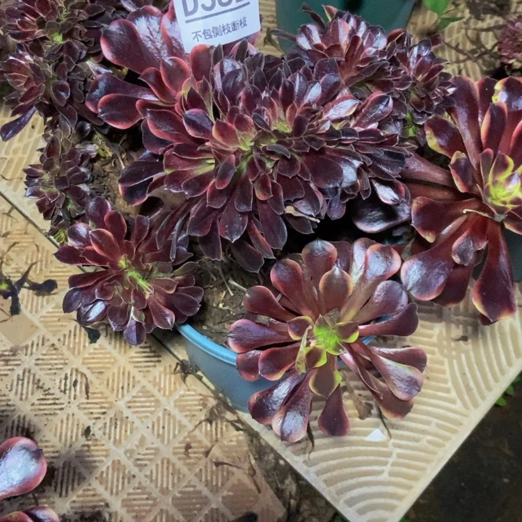 【闪购商品】大*382欧嘉莉多肉