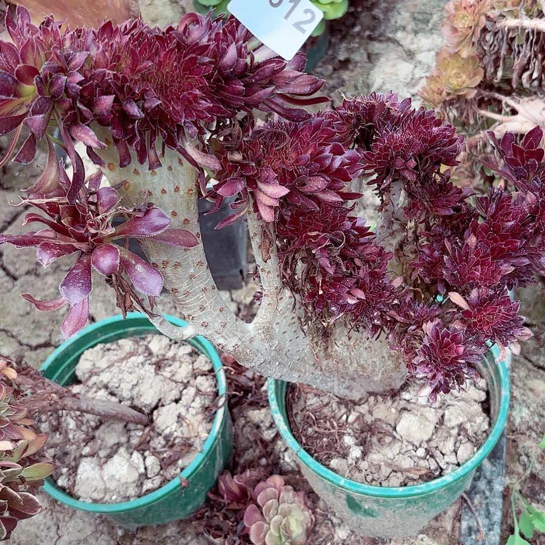 黑法师缀化8-49偏远不包邮