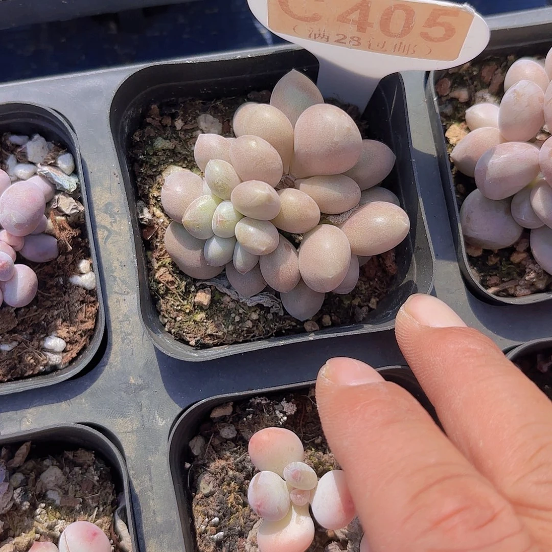 C405溜溜球一物一拍