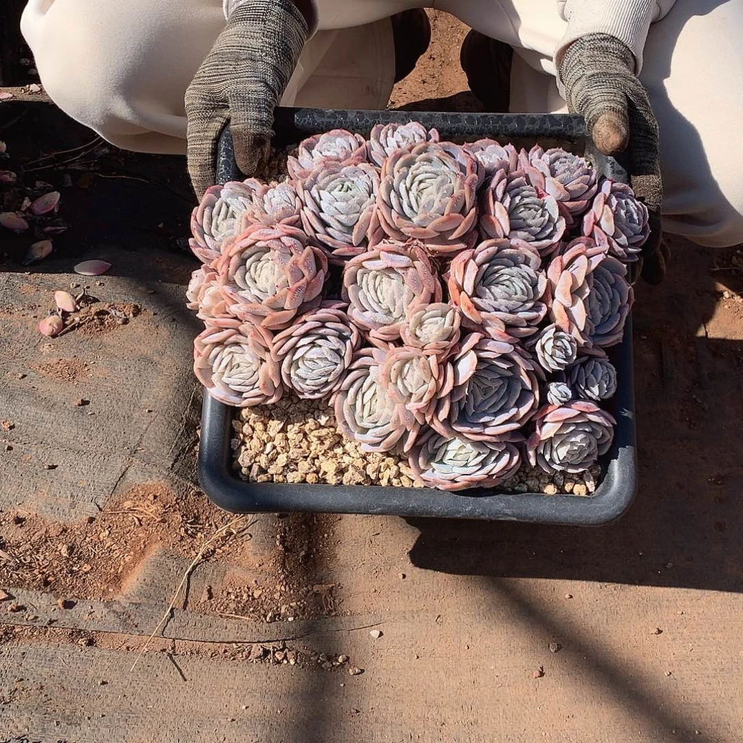 西娜29米 一颗  年底福利