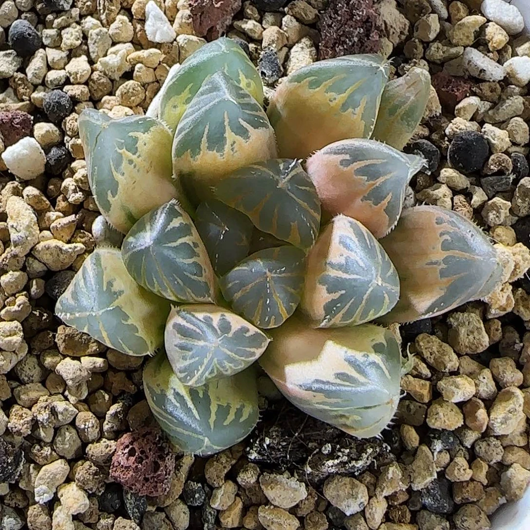 465号糊斑龙爪 4.2 厘米左右一物一拍带盆发货