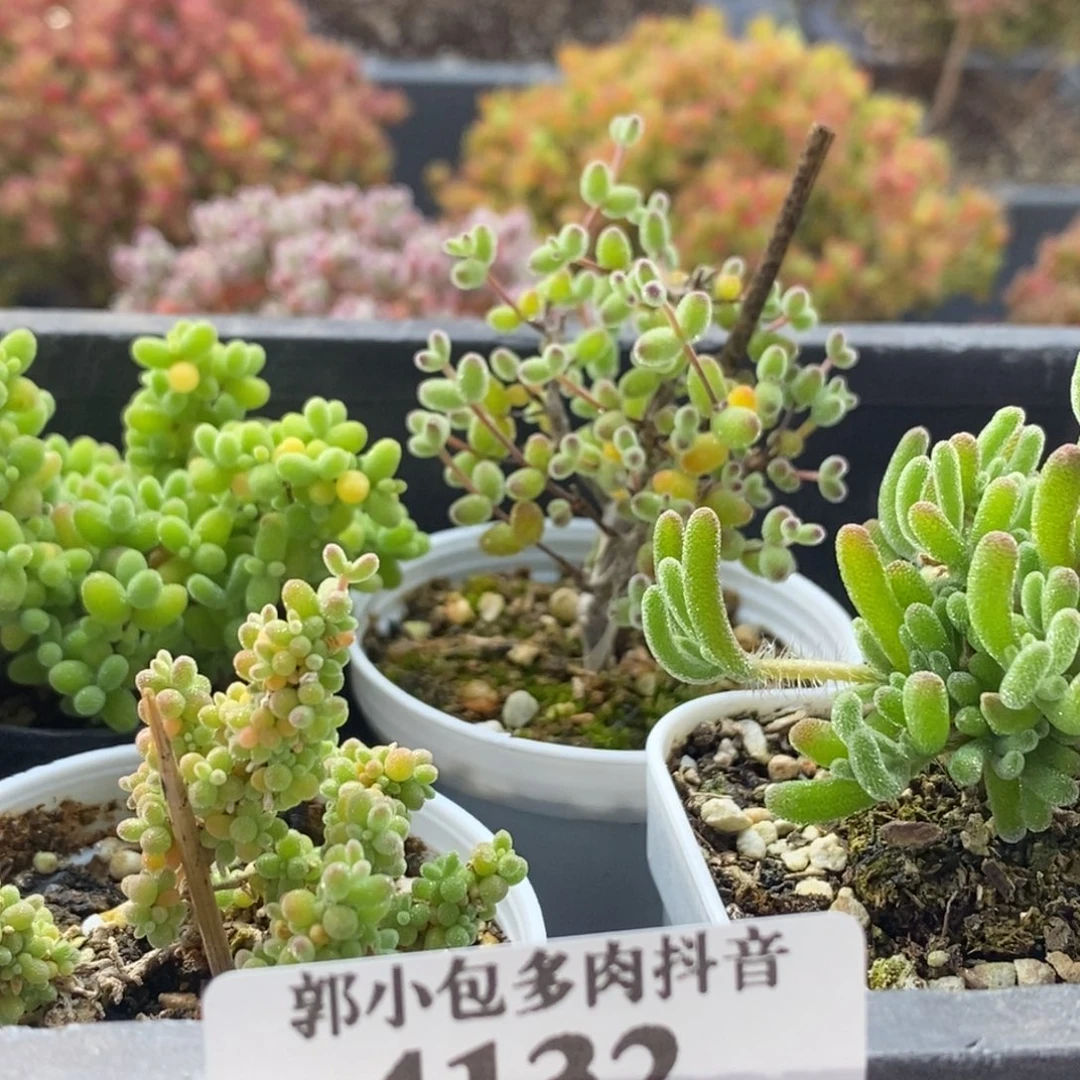 新人组合套餐4132