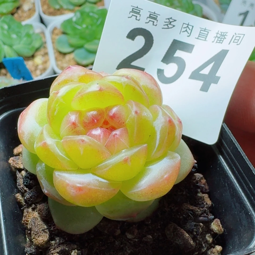 拿铁奶沫            精美多肉植物