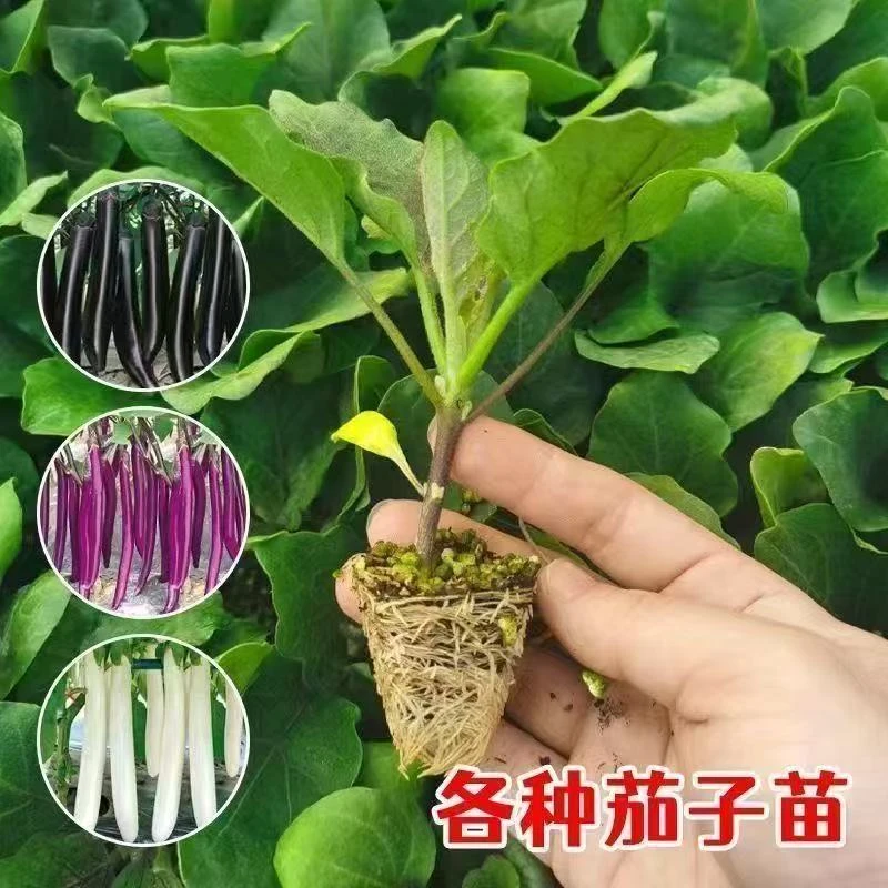 高产茄子苗青茄子苗紫长茄子苗烧烤茄子苗紫罐茄子苗带土发货