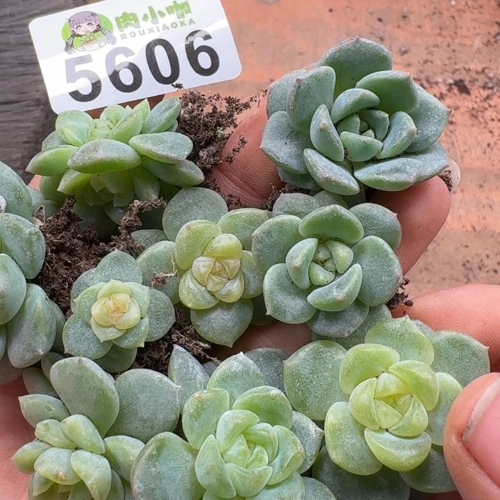 暖****多肉植物多肉植物