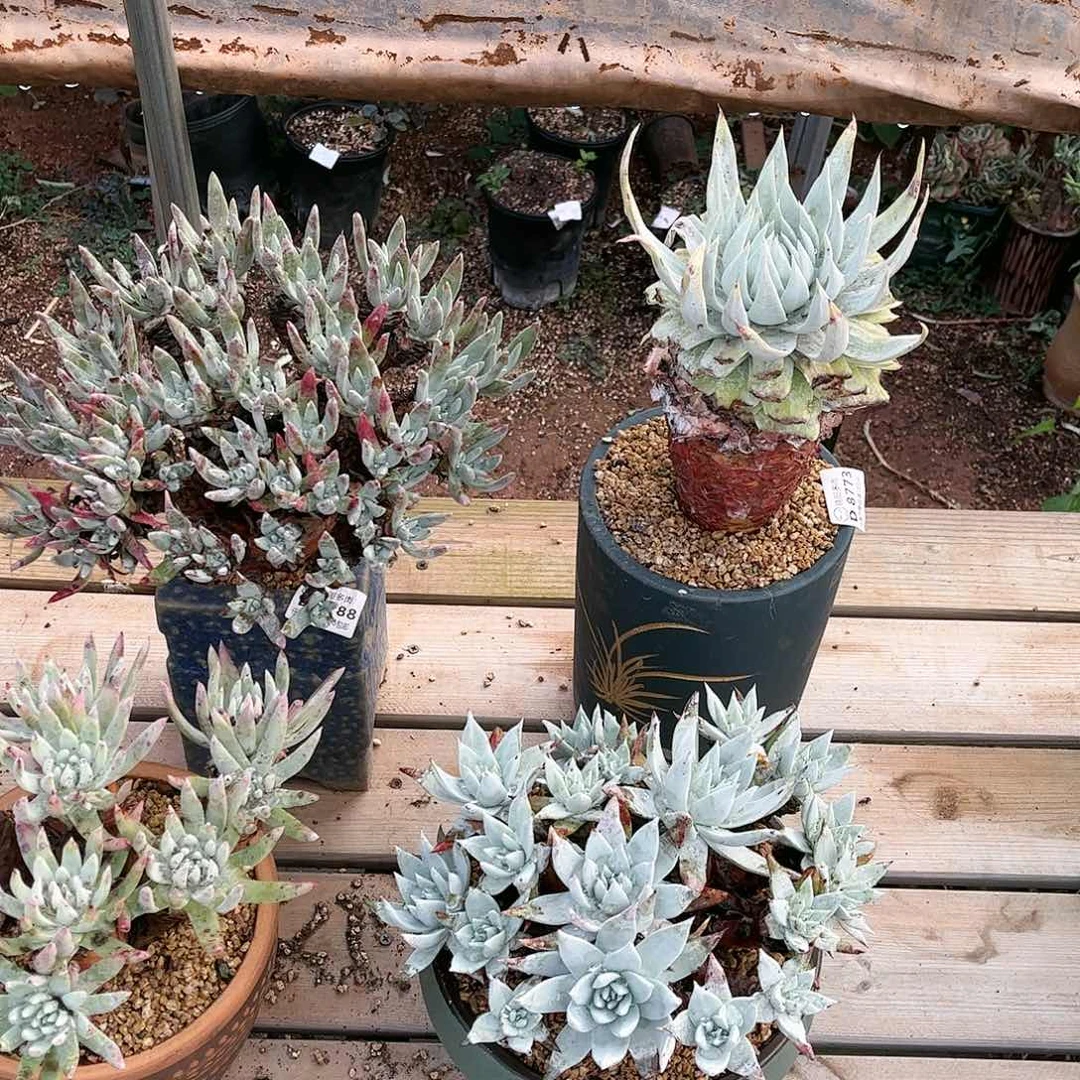 .****.点姐寄养多肉啊啊啊啊