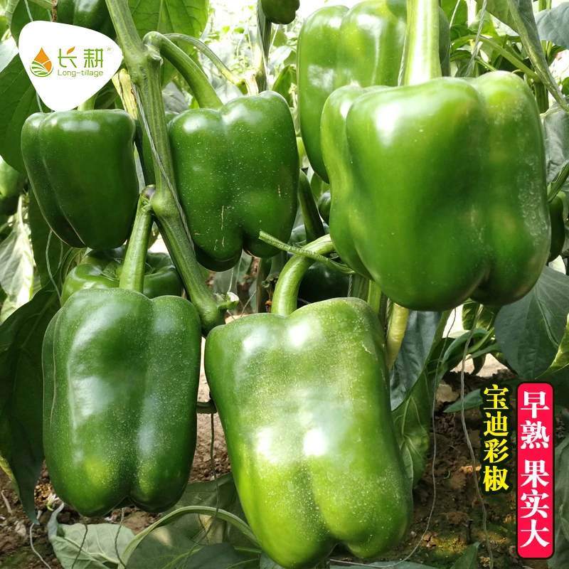 宝迪五彩甜椒种子苗方椒菜椒青辣椒种籽高产抗病温室春季四季种孑