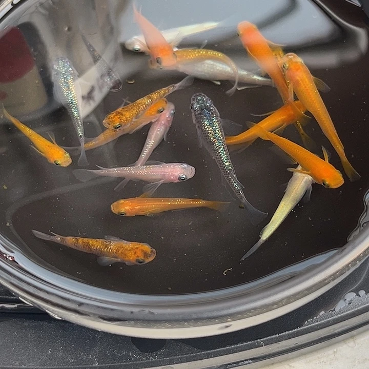 青鳉鱼随机20条13号