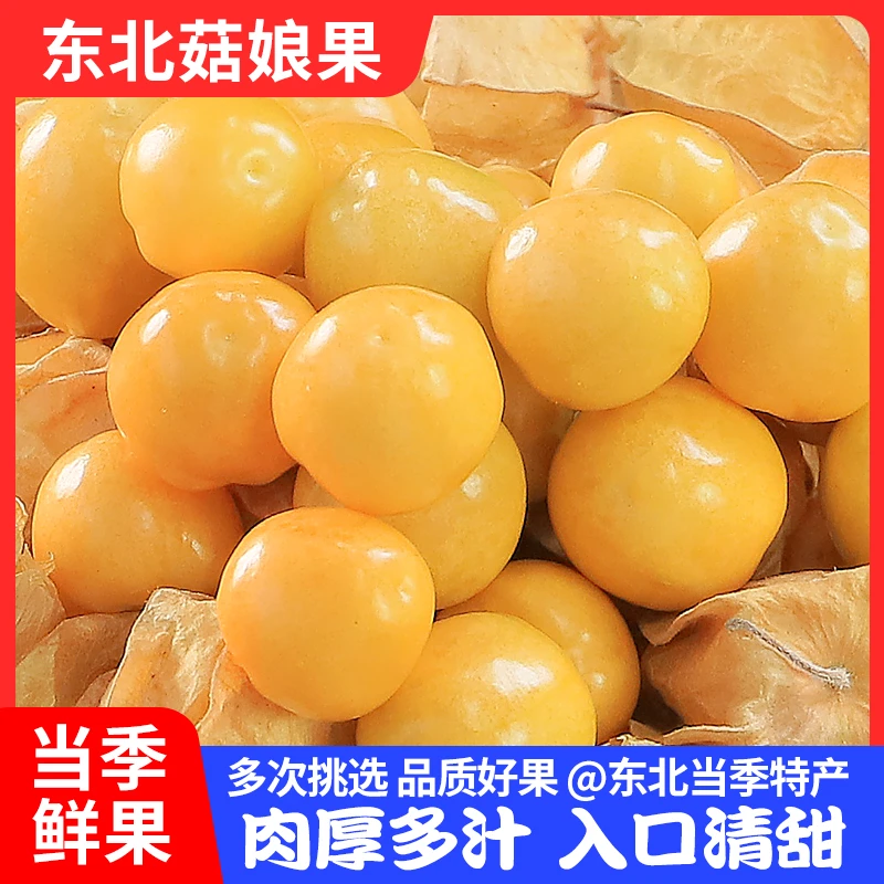 【顺丰包邮】东北姑娘果大果超甜特大号东北黄姑娘水果菇娘新鲜