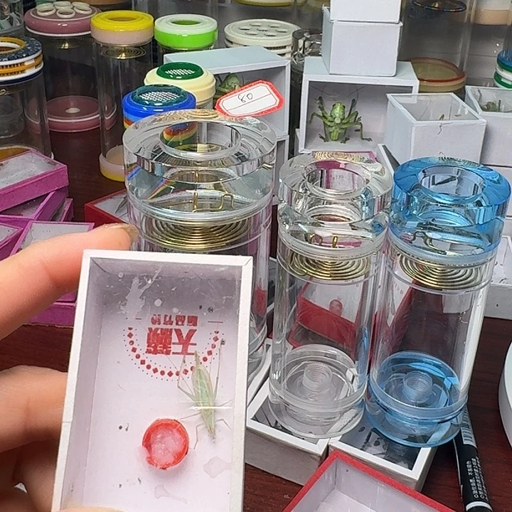 长***沙蟋蟀一条lanling。