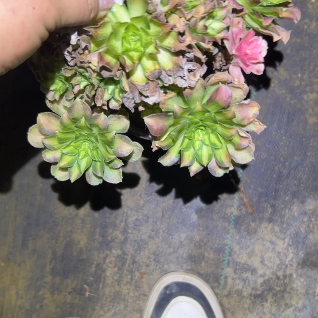 用****3韶华多肉一物一拍105