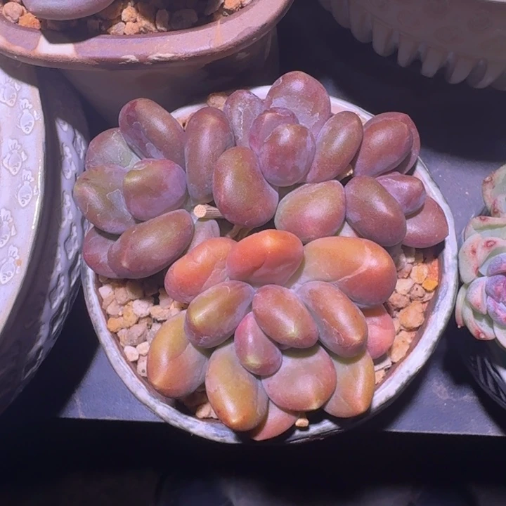 芒果奶 4头 一物一拍