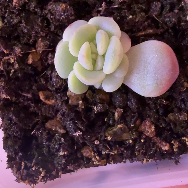 童话叶插苗一物一拍