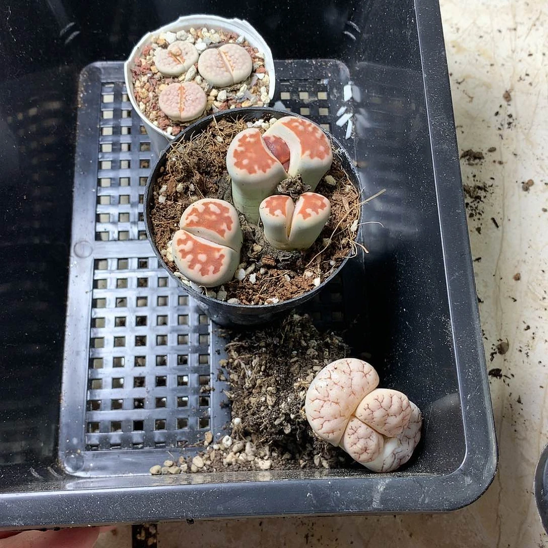 晚***庭G455多肉植物保护研究所
