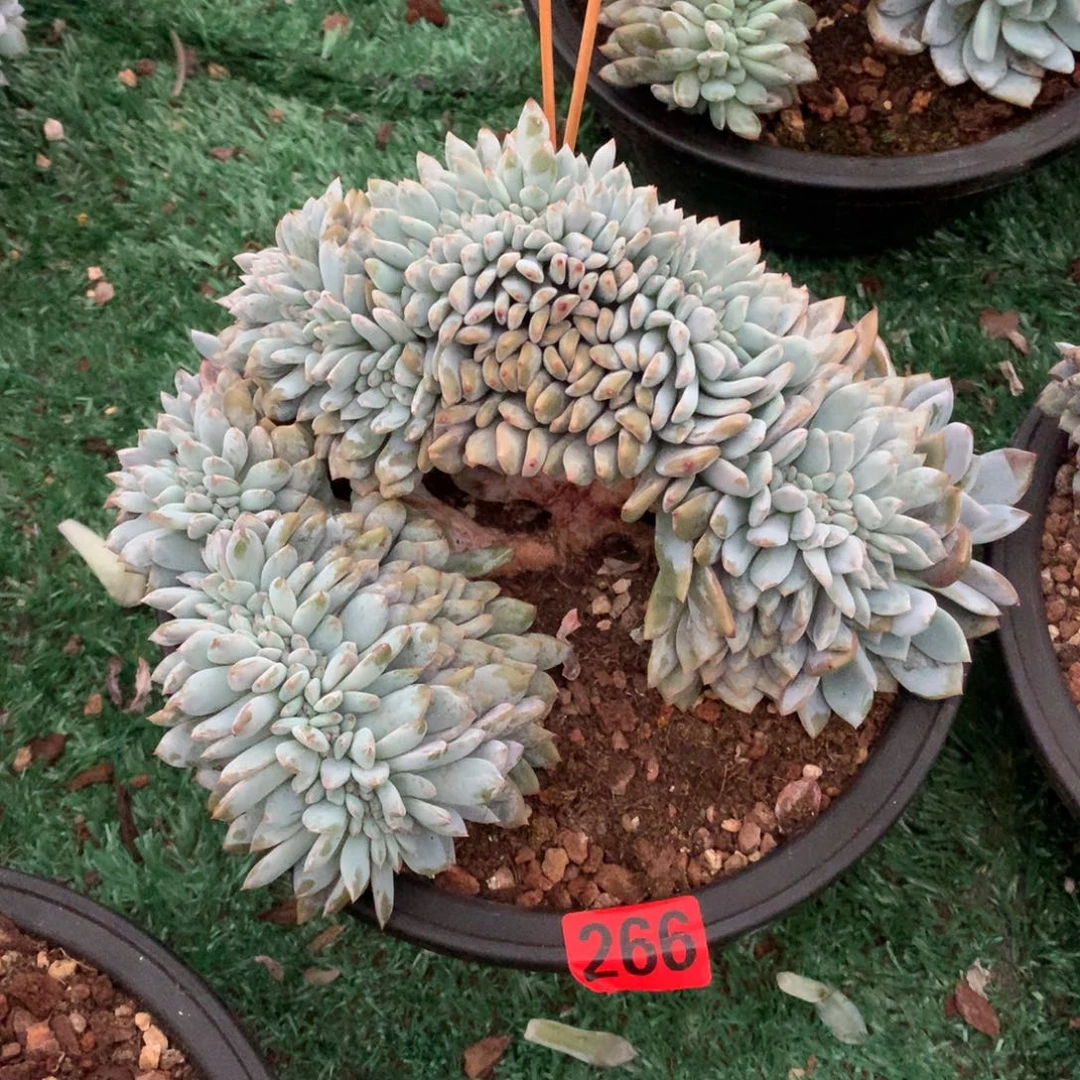 266橙子缀化多肉植物