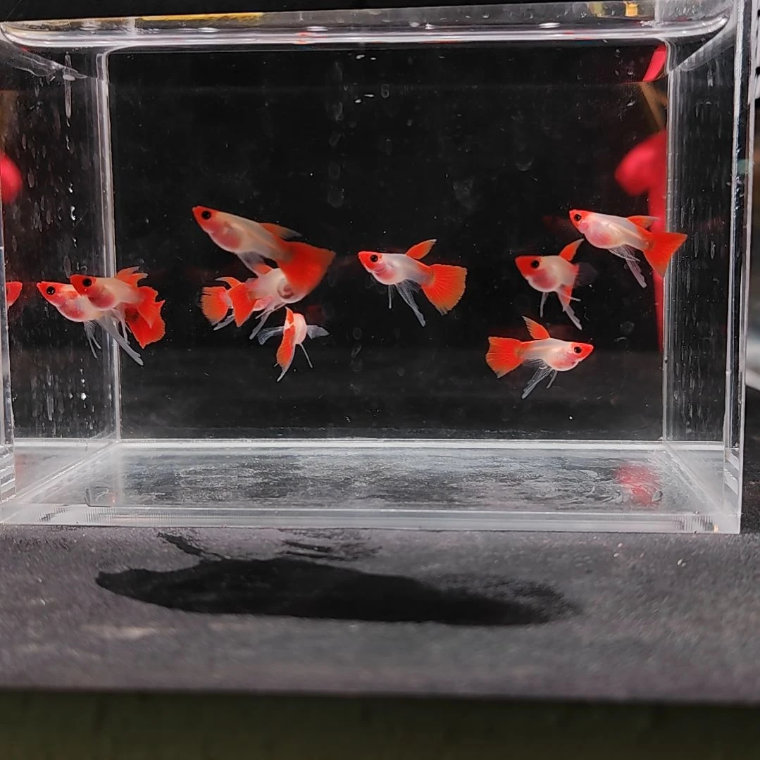 孔雀鱼编号46红头长公