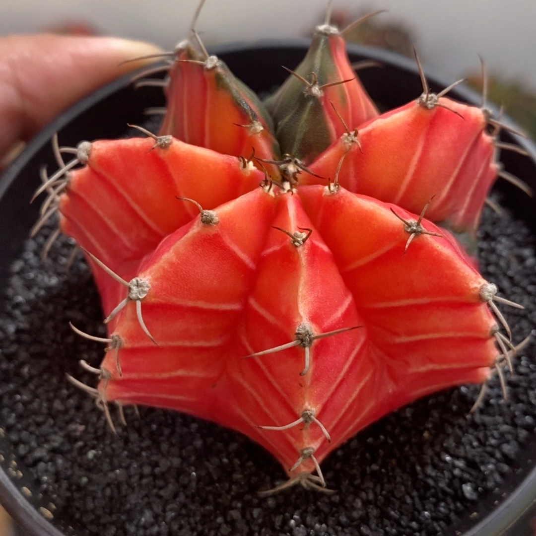 精品米哈—带盆发货1