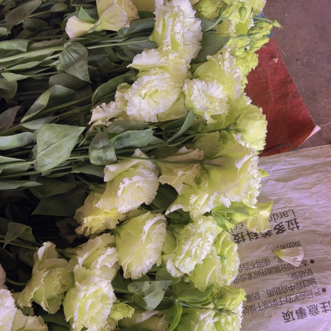 波浪绿羊桔梗600克顺丰包邮