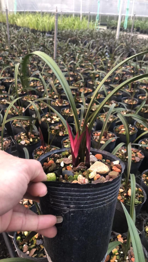 兰花建兰红草红荷花卉高档盆栽带红芽室内绿植阳台红荷小红草